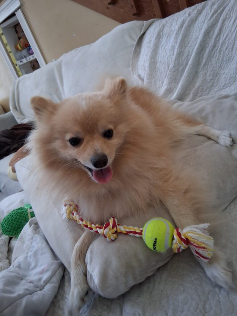 Cozy Sunday Aesthetic with Chihuahuas and Pomeranians