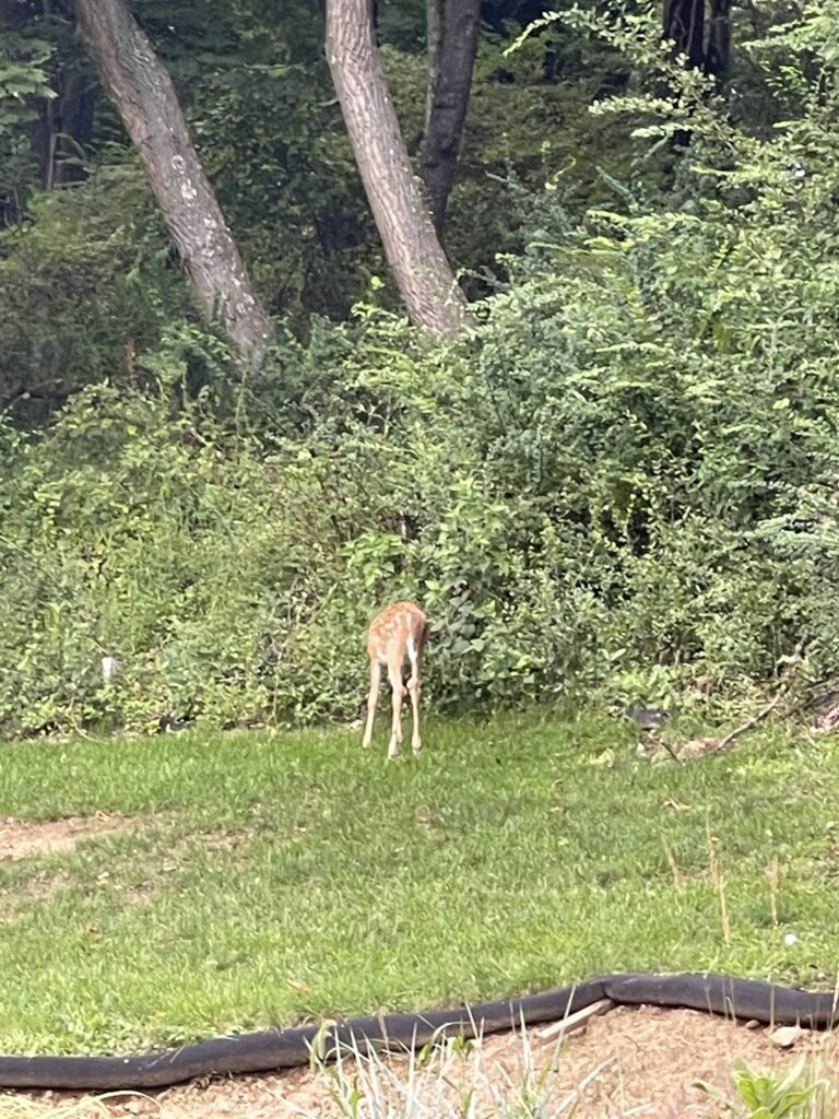 A spotted fawn standing at the treeline beside a golf course fairway in Pittsburgh